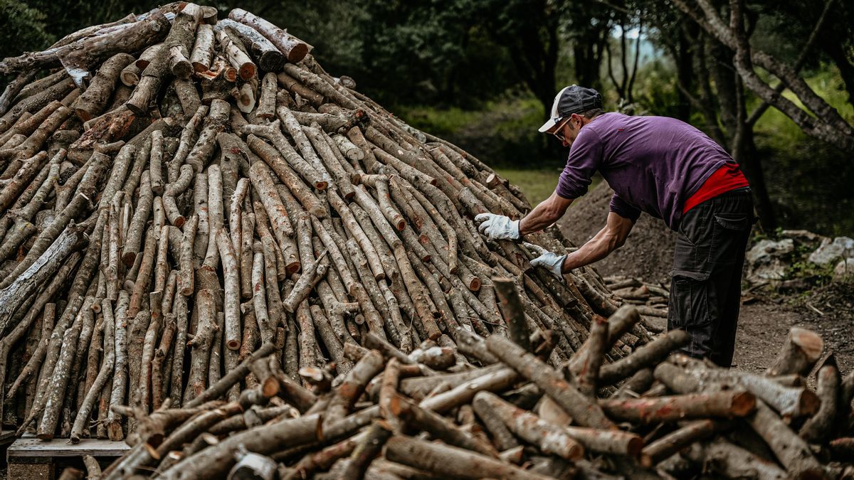 Sebastià Ametller prepara las capas de tierra y càrritx, una hierba usada para garantizar la impermeabilidad de la carbonera antes de su encendido