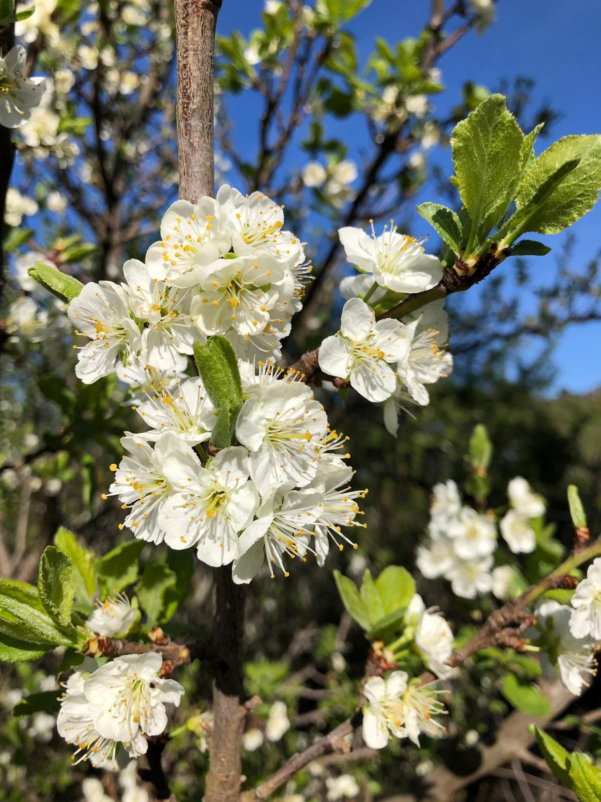 Frutales en Llano Nego (Garafía). Foto: ÁNGEL PALOMARES