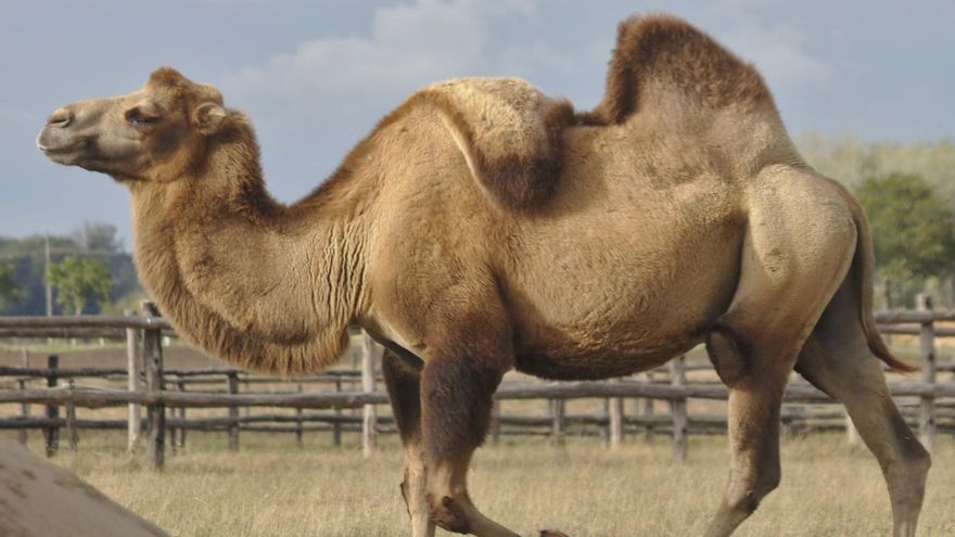 Este animal sobrevive bebiendo agua tóxica en un desierto radiactivo que aniquila casi toda forma de vida