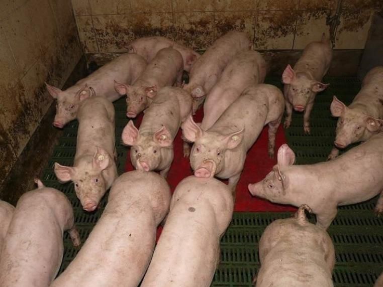 Cerdos en una granja de explotación porcina.