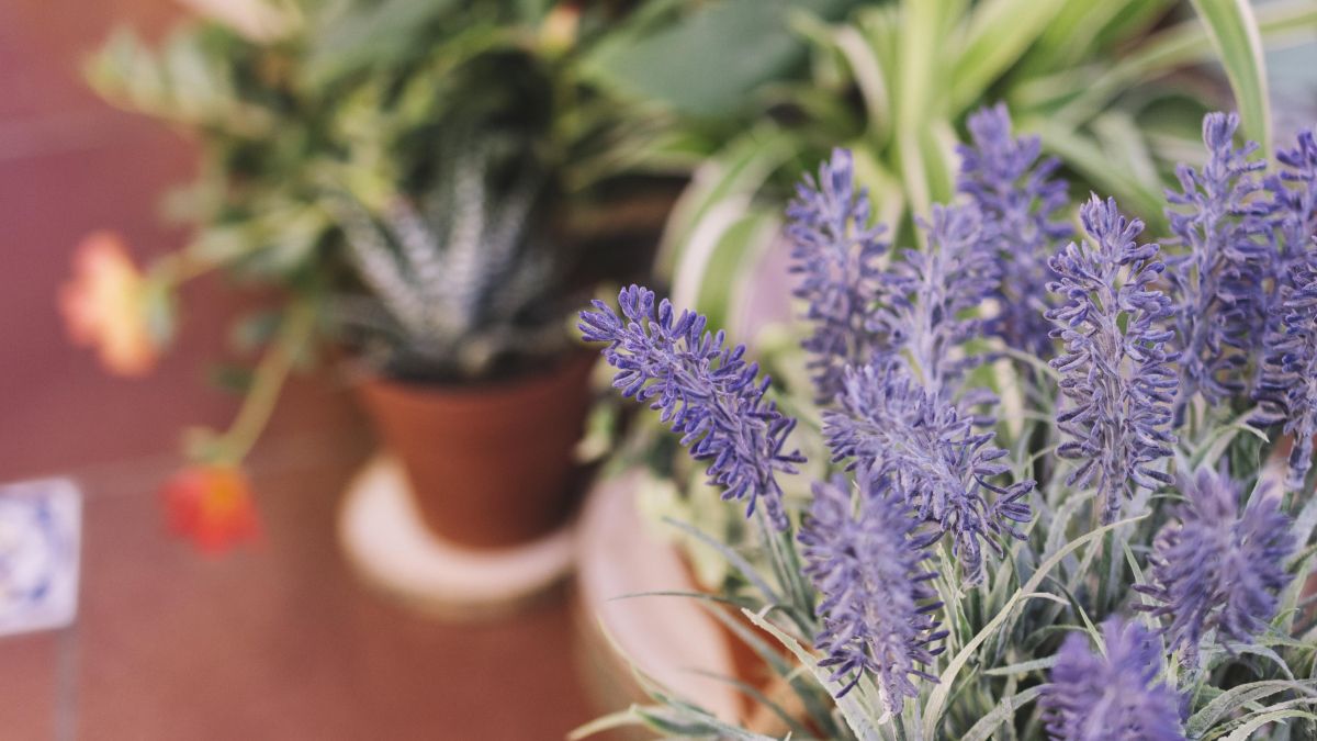 Lavandas, romeros, olivos, muchas gramíneas y buena parte de las especies mediterráneas están perfectamente preparadas para continuar fuera durante el otoño.