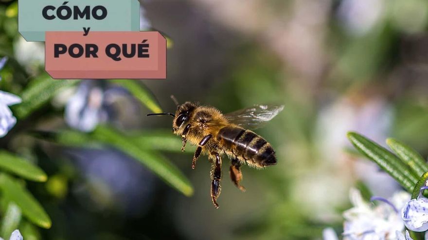 Por qué las abejas son más importantes que las personas para el planeta