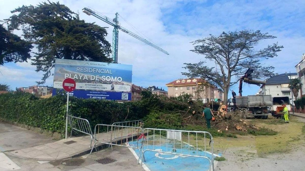 Cantabristas denuncia tala de árboles en Somo cerca de una parcela pendiente de urbanizar