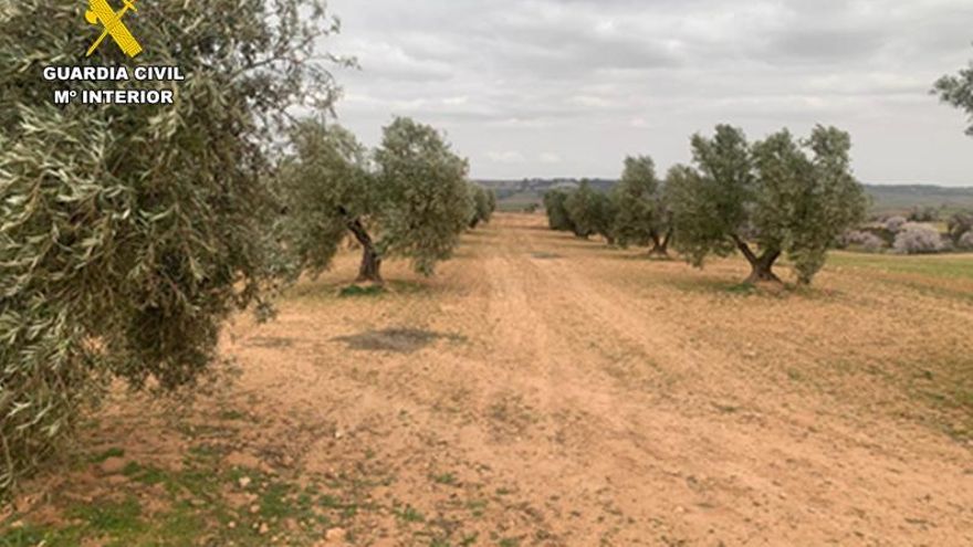 La Guardia Civil desarticula un grupo dedicado al hurto de aceituna en explotaciones de Ciudad Real y Toledo