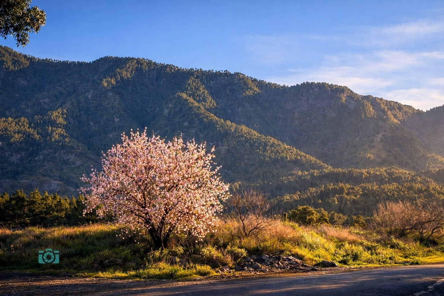 Majestuoso almendro en flor  en la zona del Llano de las Cuevas  (El Paso).