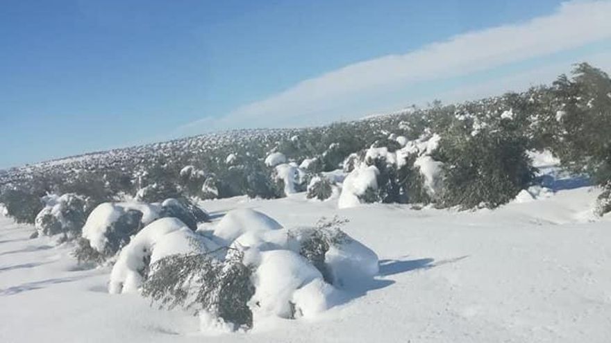 Olivos tumbados por el peso de la nieve