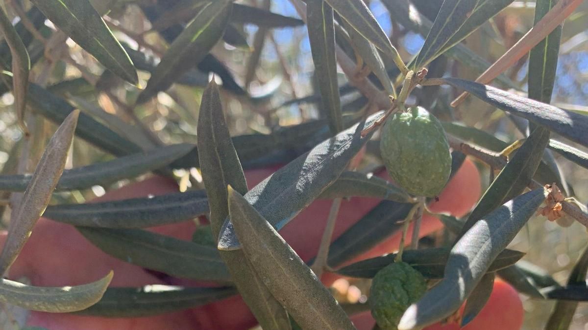 Las lluvias llegan tarde para gran parte del olivar cordobés