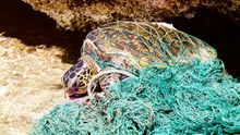 Tortuga enredada en artes de pesca.