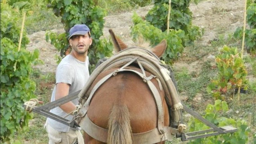 Un trabajador durante la recolección, con un caballo en la viña.