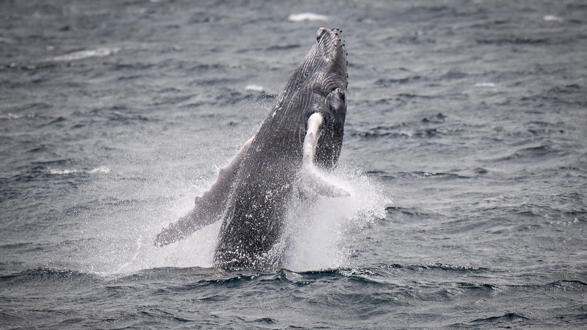 A cuatro estados de activar el tratado internacional para salvar alta mar: "Hasta ahora ha sido el salvaje oeste"