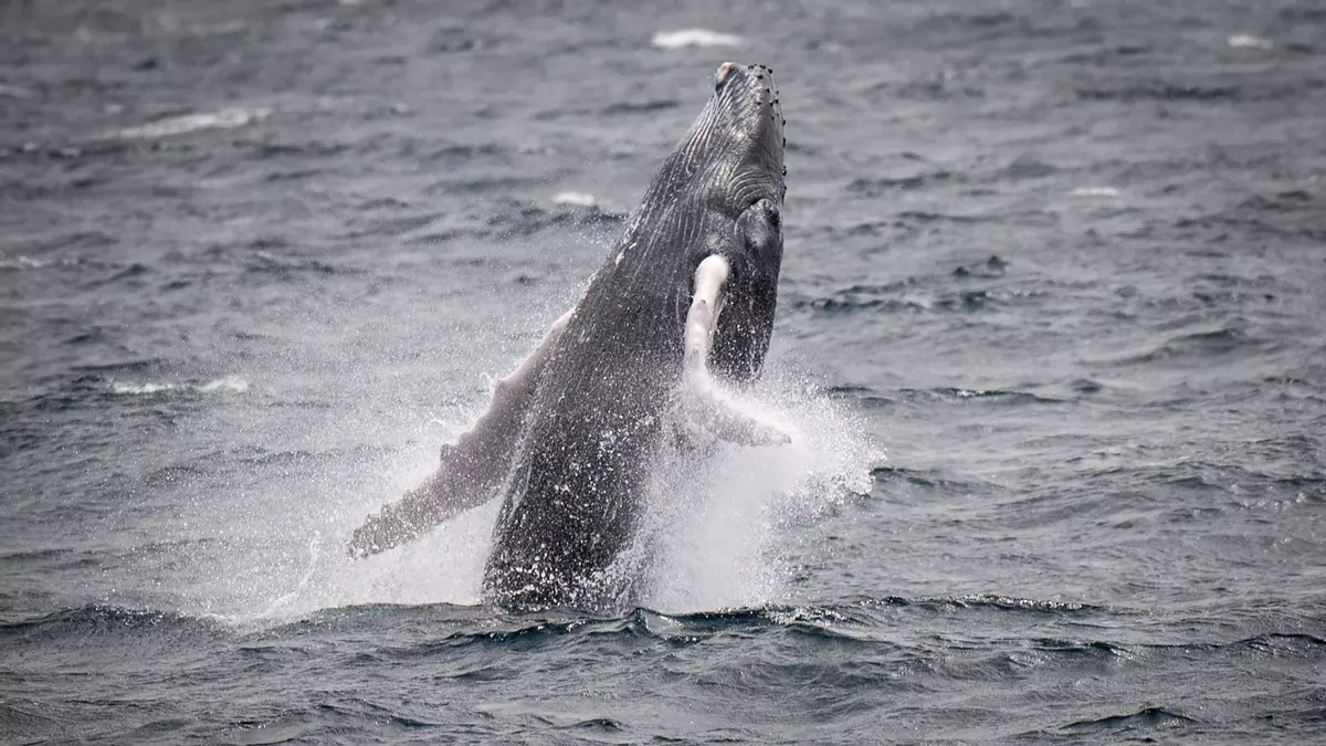 [Imagen: e6e8daf1-32b7-4d05-b569-de52e66e5121_16-...25976.webp]