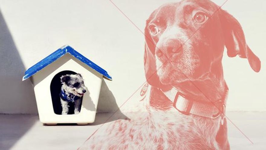 ¿Mascotas sí y perros de caza no? Una enmienda del PSOE quiere rebajar la ley del bienestar animal