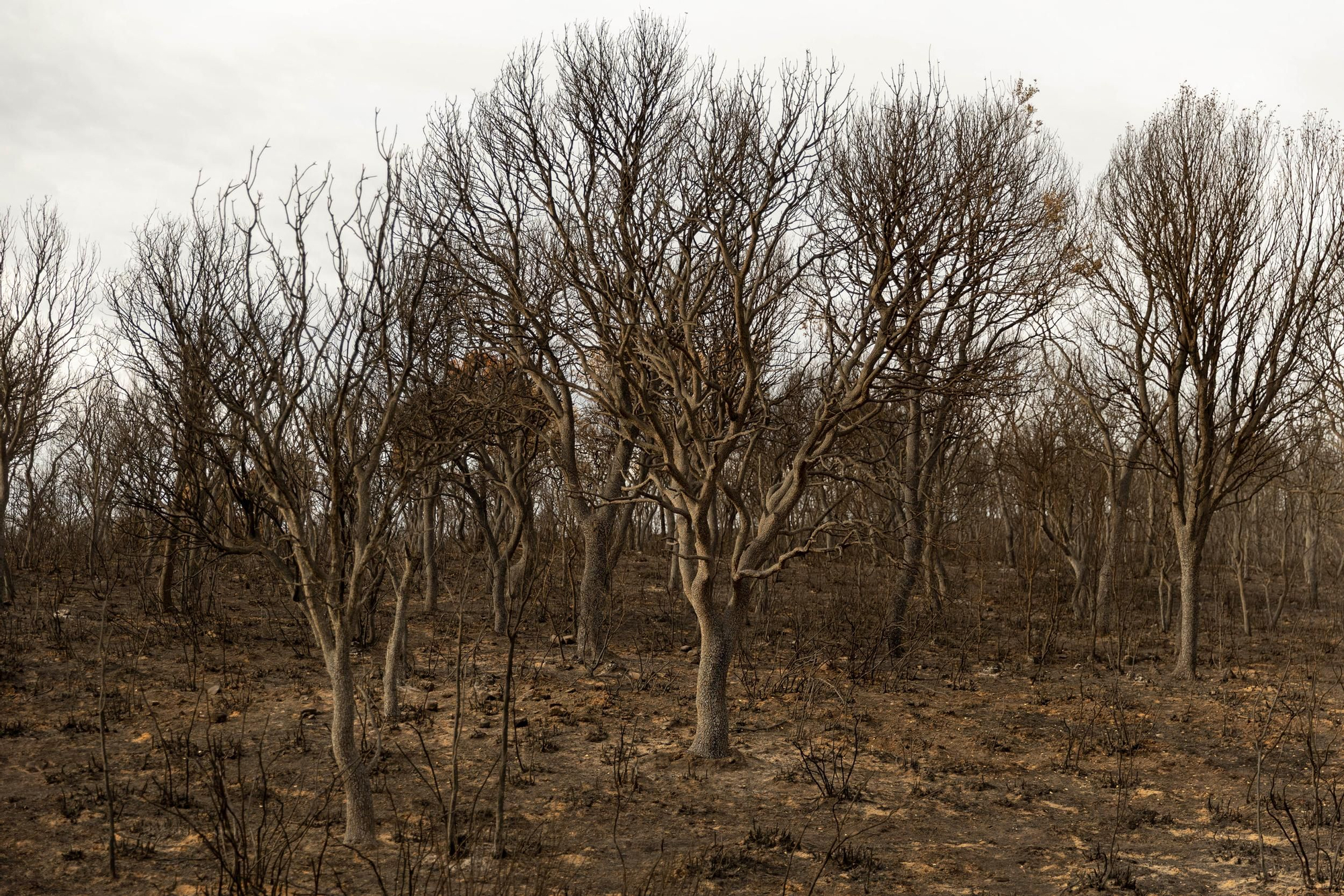 La devastación de los incendios del sur de León que impulsa la campaña internacional de Greenpeace