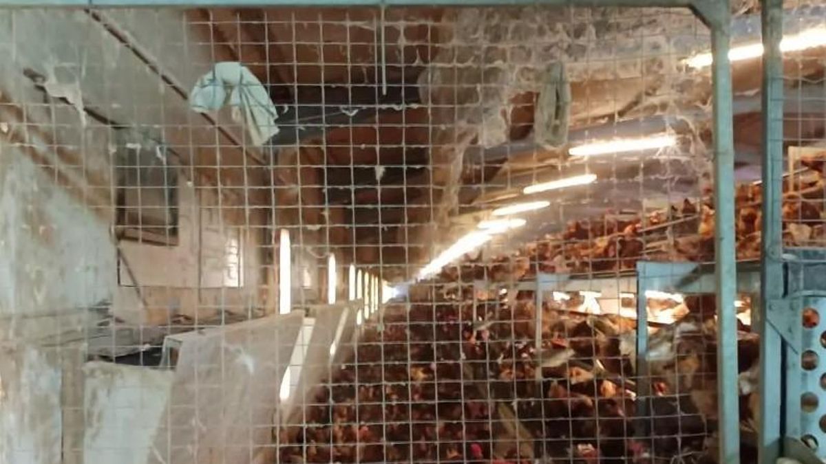 Gallinas camperas en el interior de la nave 6 de la explotación avícola el pasado 29 de mayo, durante la visita que elDiario.es realizó a las instalaciones