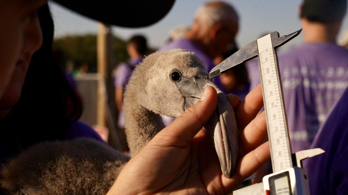Midiendo el pico de uno de los polluelos.