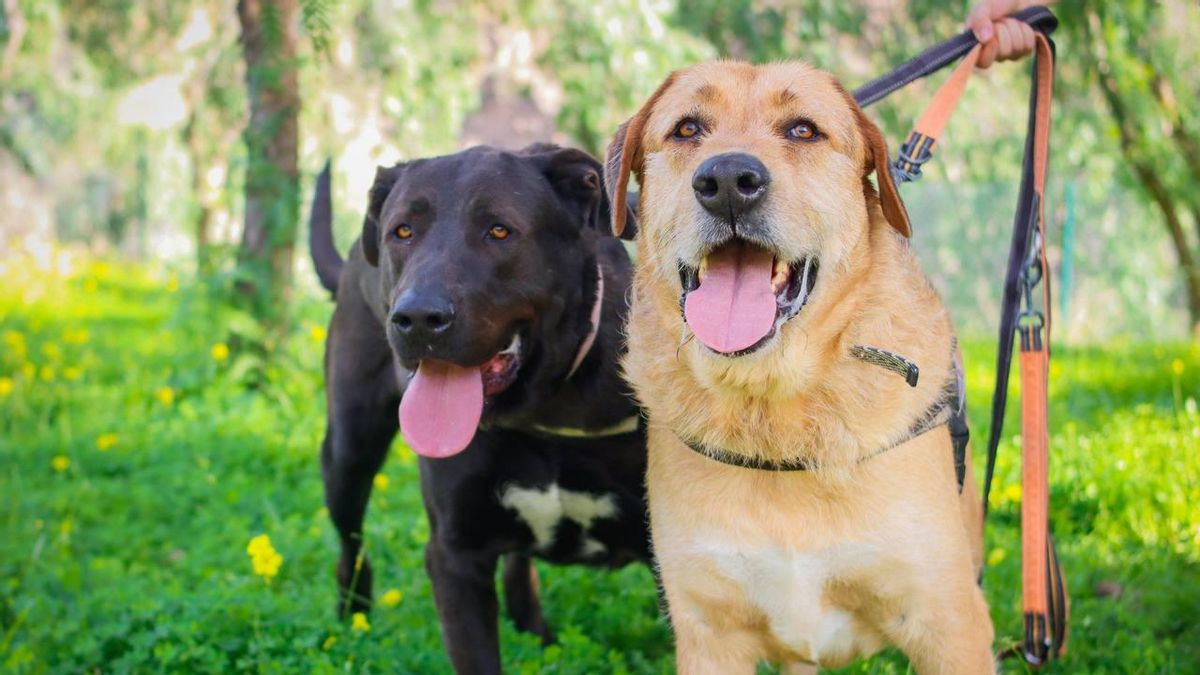 Dingo no guarda rencor: el perro que vivió atado y ahora que busca una oportunidad junto a su hermano