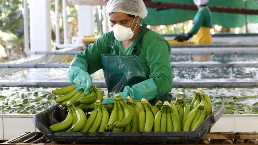 El IICA, con sede en Costa Rica, explicó que actualmente no existe un tratamiento totalmente efectivo viable de suelo o plantas para controlar o curar el marchitamiento por Fusarium en el terreno. Mientras que la única medida preventiva disponible en la actualidad es la cuarentena, previniendo la transferencia de tierra afectada o material vegetal de zonas infectadas a zonas libres de Fusarium R4T.