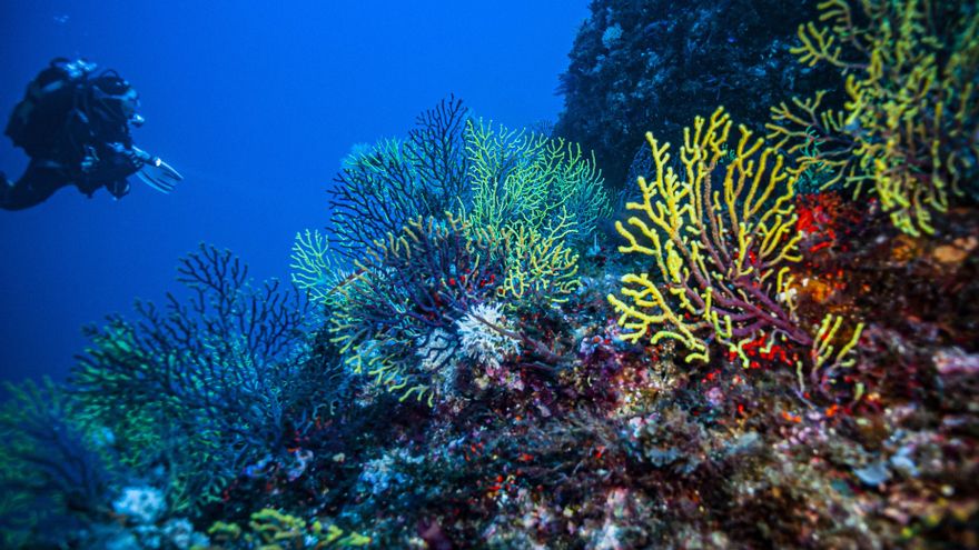 Un año de temperaturas récord en el agua está destruyendo la vida en el Mediterráneo