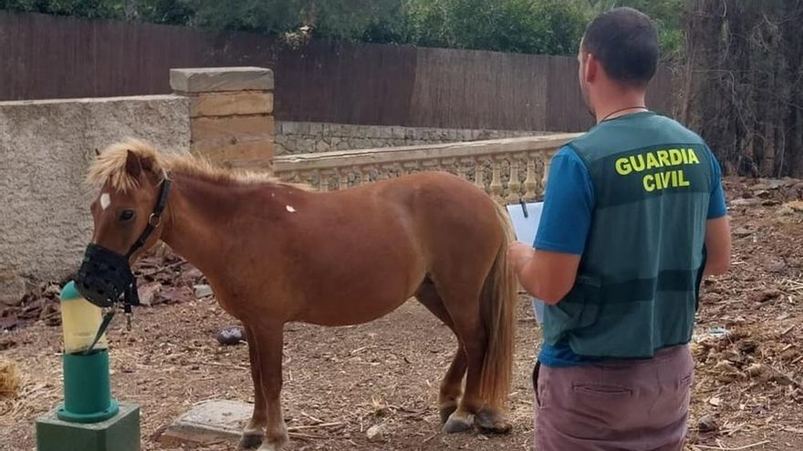 La Guardia Civil detiene a un hombre que robó un poni en un zoo de Mallorca