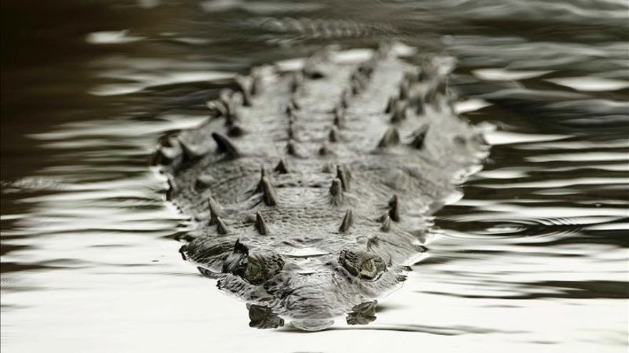 Cocodrilos, un depredador agresivo que es atracción turística en Costa Rica