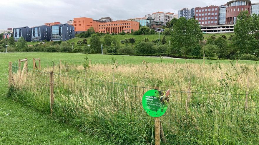 Santander reduce las siegas en las praderas para favorecer la biodiversidad urbana