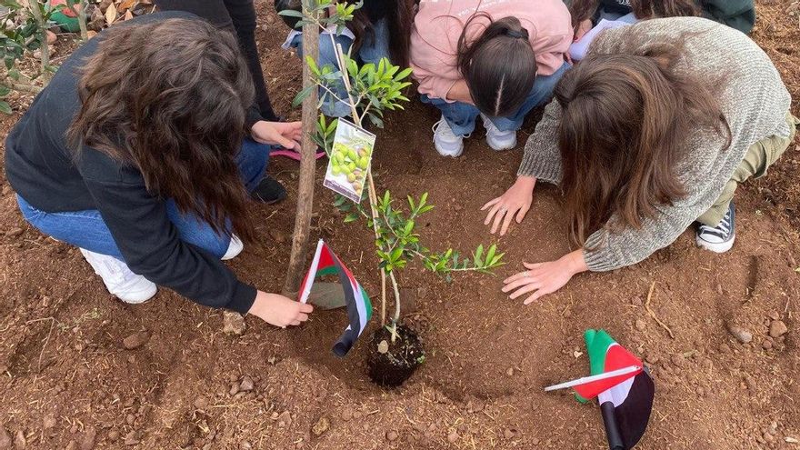 Plantación de olivos en los centros educativos para conmemorar el Día Escolar de la No Violencia y la Paz. 