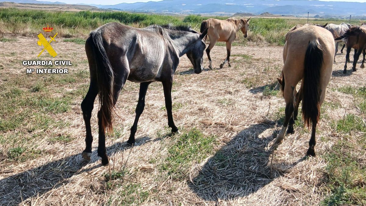Los animales carecían de agua y alimentos