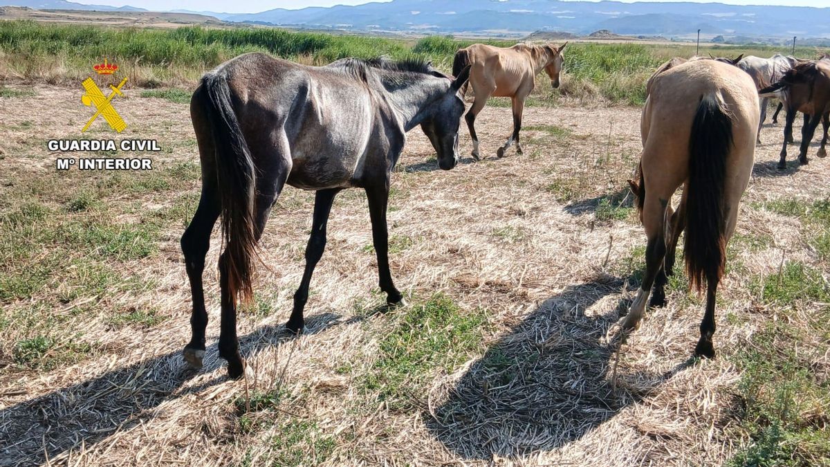 Investigadas nueve personas por el abandono y maltrato de más de 60 caballos en Zaragoza