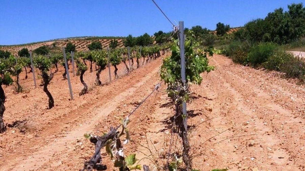 Las indemnizaciones del seguro agrario en Castilla-La Mancha hasta septiembre de 2026 superan los 50 millones de euros