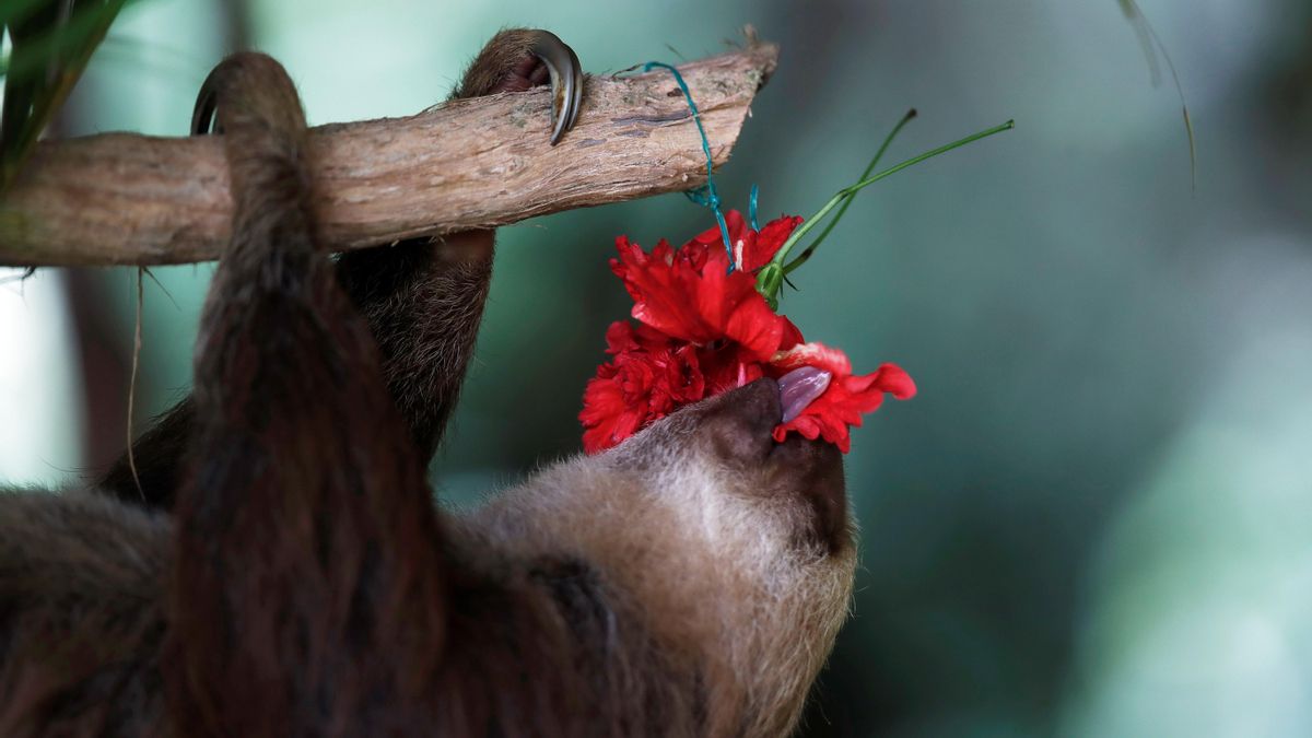 Los perezosos arbóreos mantuvieron un cuerpo pequeño y ágil para sobrevivir a caídas frecuentes