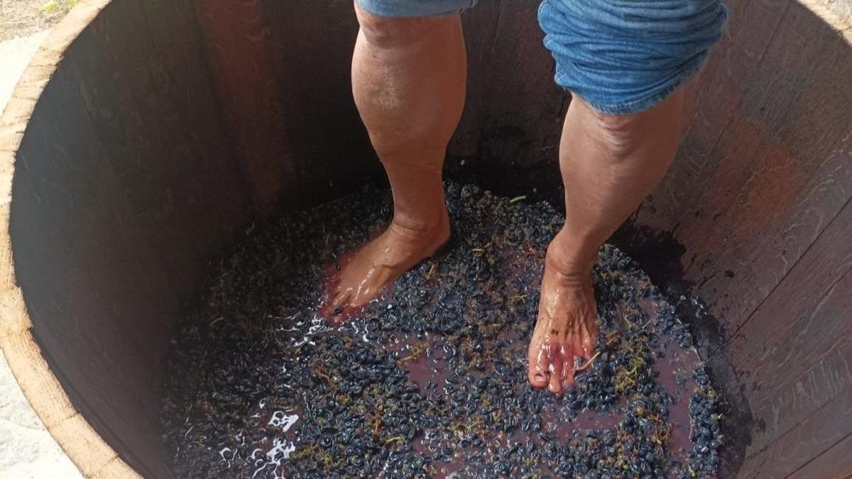 Pisado de uvas en Ribeira Sacra.