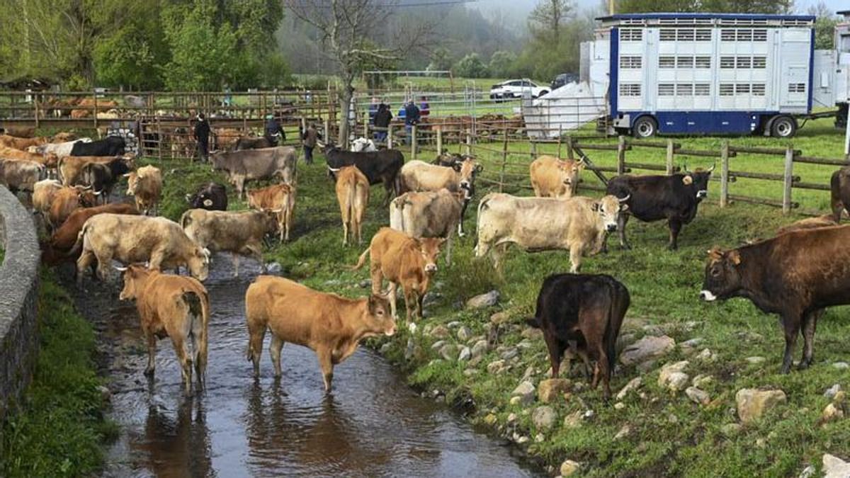 El ganadero leonés Javier Pellón está obligado a sacrificar la totalidad de sus vacas por un positivo en tuberculosis en su ganadería. 