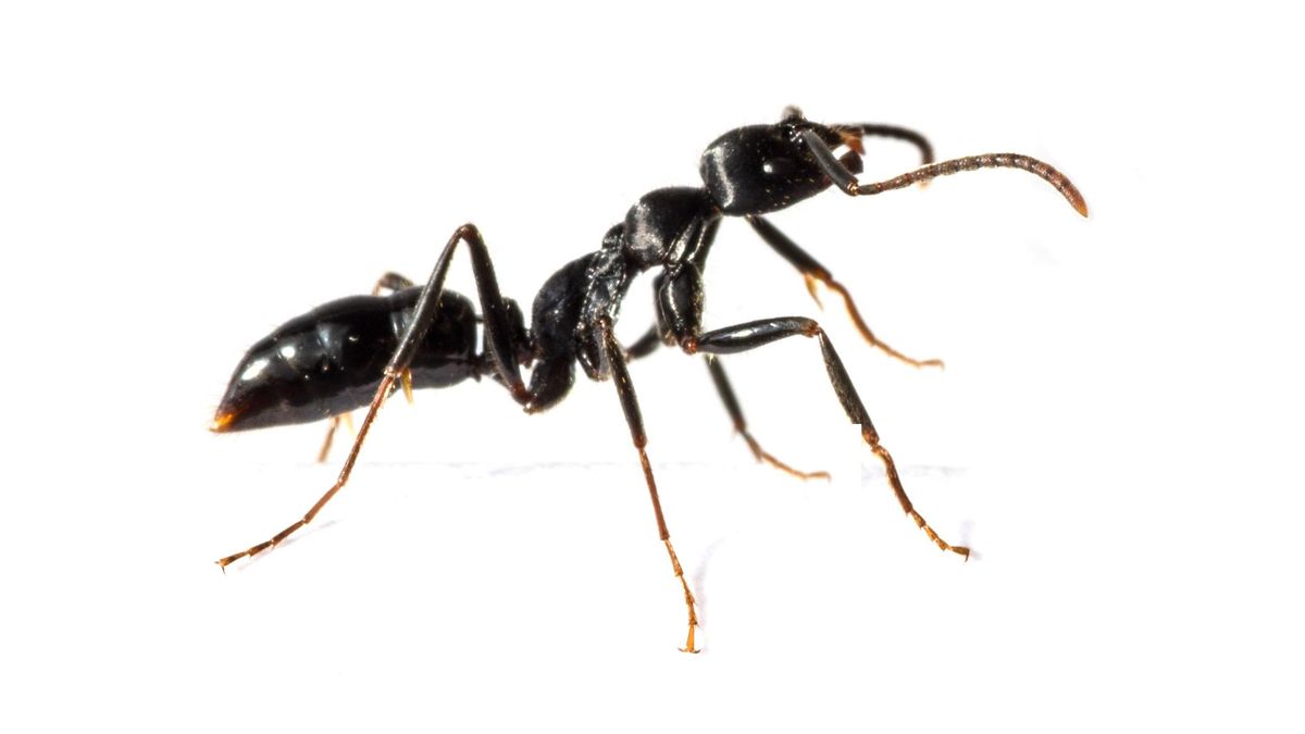 Por qué no debes aplastar este insecto si te lo encuentras en casa