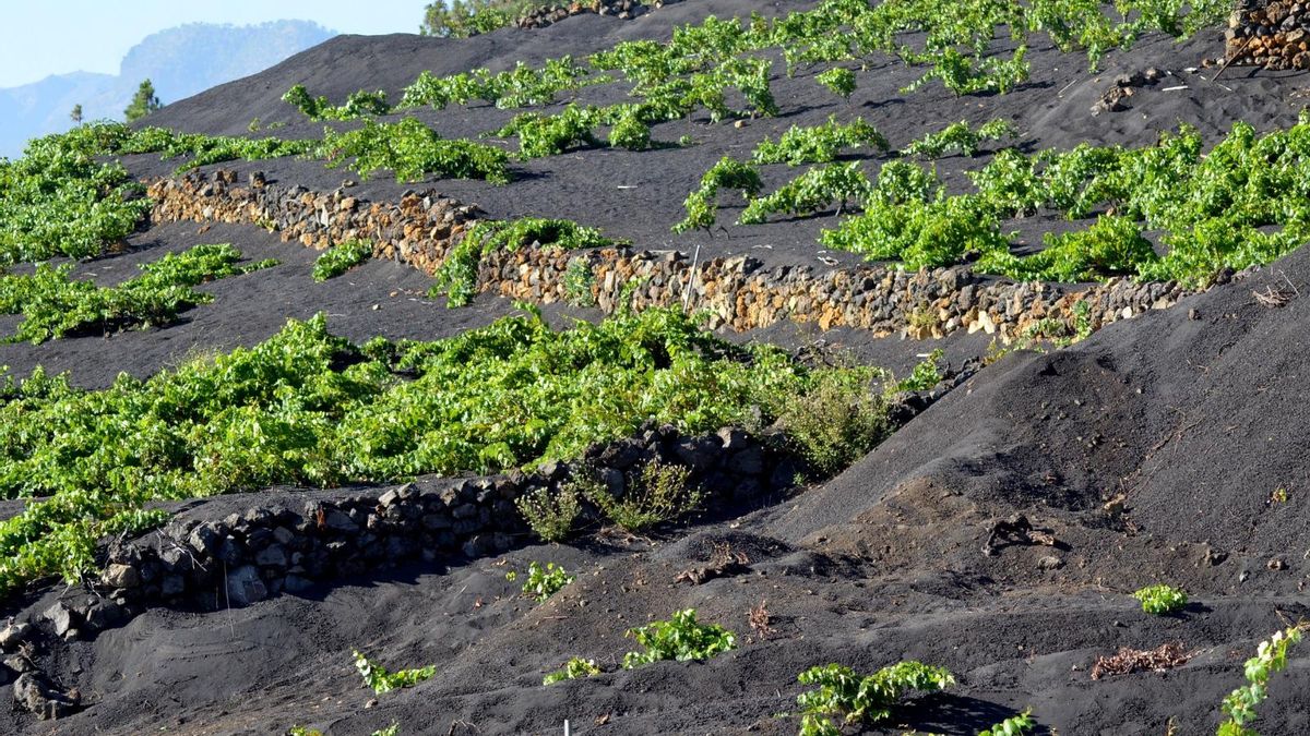Jornadas técnicas sobre estrategias para lograr un viñedo sano