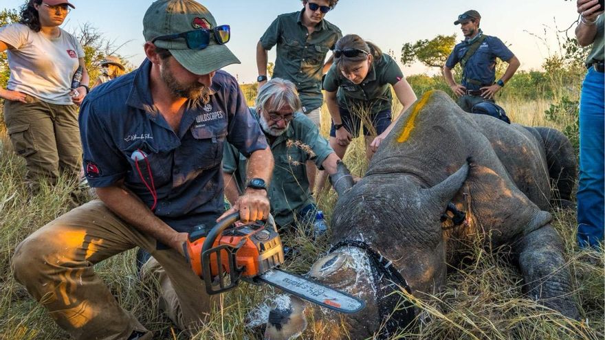¿Mutilar a los rinocerontes es su única salvación? Cortar sus cuernos redujo un 78% la caza furtiva