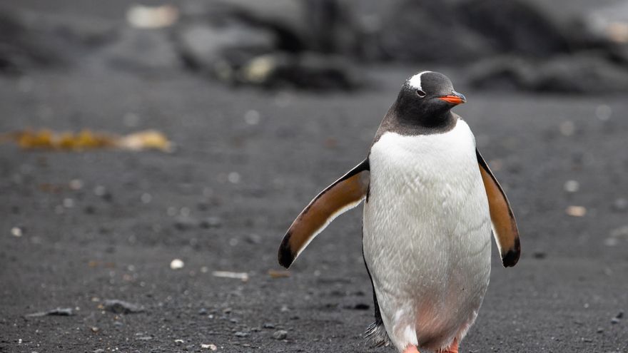 La contaminación y la pesca industrial, entre las principales amenazas para el pingüino