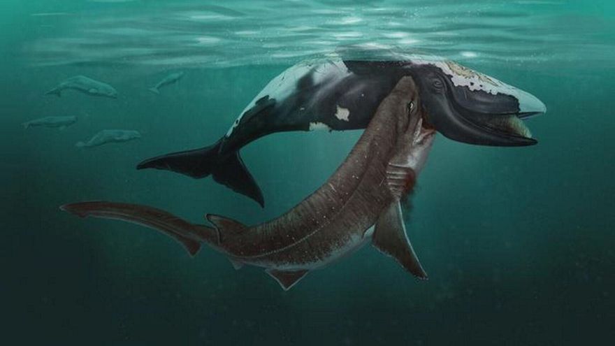 ¿Cómo cazaban los tiburones hace 5 millones de años? Unos cráneos de ballena en el Mar del Norte guardaban la respuesta