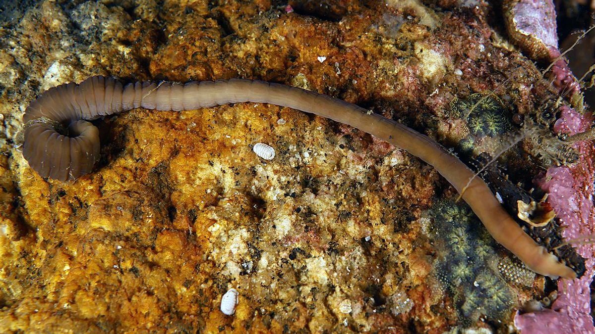 Imagen de 'Pararosa vigarae' en su versión más alargada