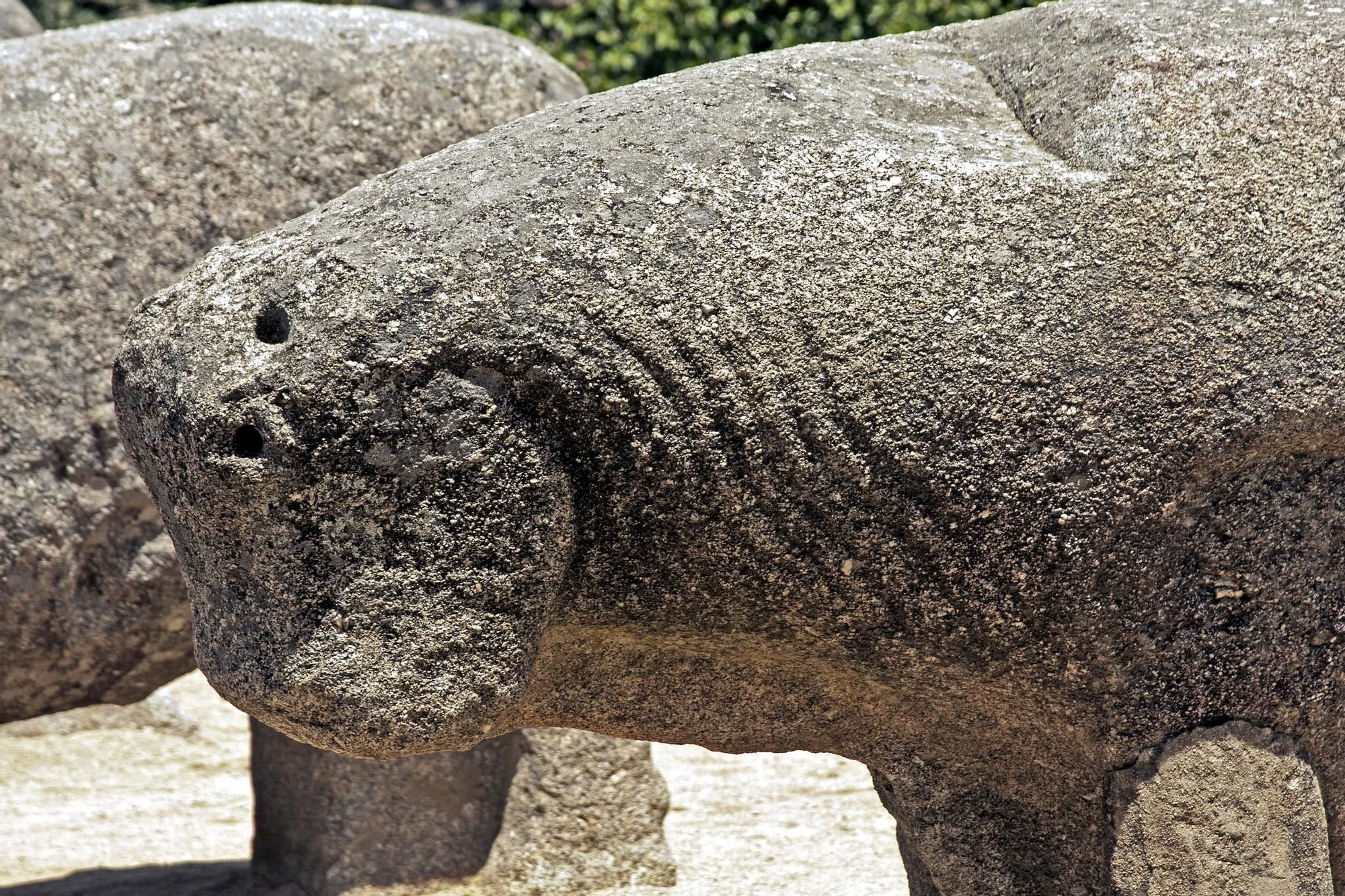 Detalle de los pliegues de la piel del cuello y los agujeros para insertar los cuernos de uno de los toros de Guisando.