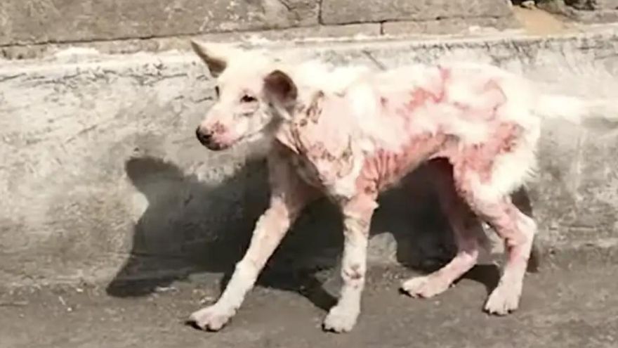 Sobrevivió con la piel en carne viva en la calle y ahora conoce el calor de un hogar: esta es la historia de Delilah