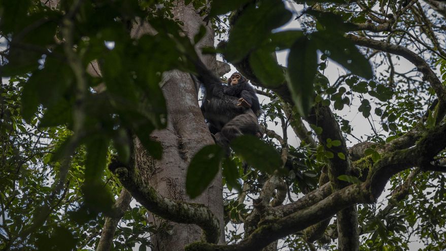 El conflicto entre chimpancés y humanos que mata niños en Uganda por culpa de la deforestación