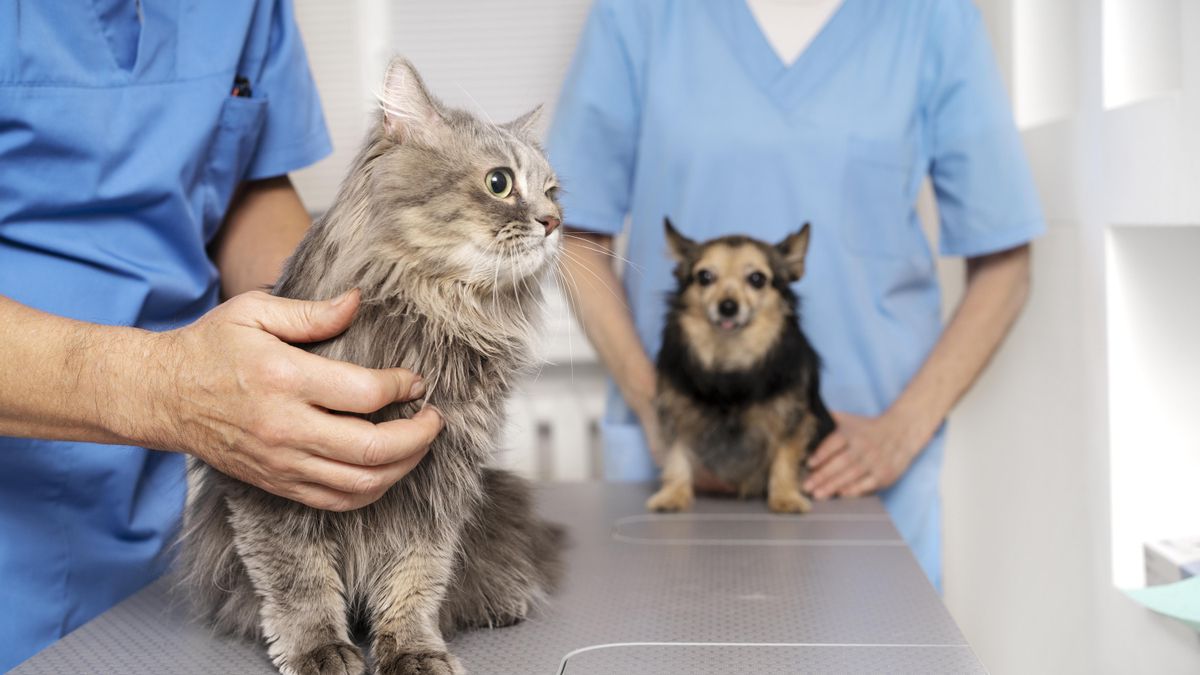 Cada 6 de agosto se celebra el Día del Veterinario en Argentina.