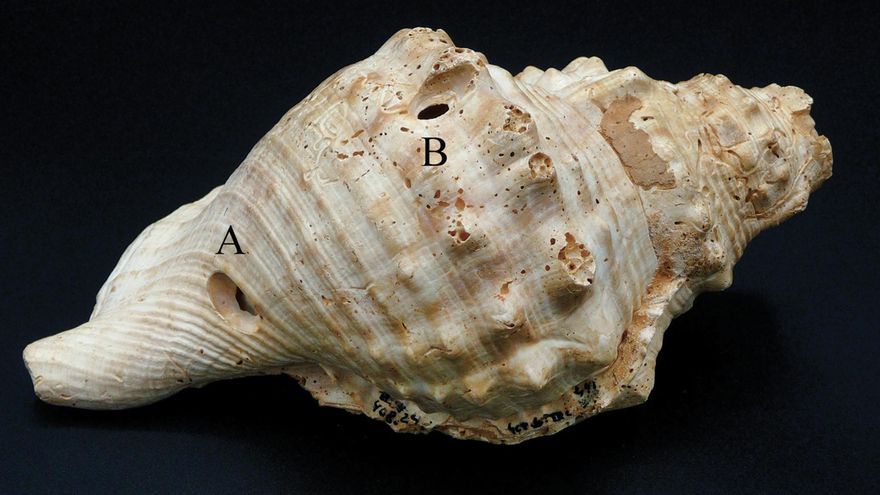 Han encontrado caracolas usadas como trompetas en minas neolíticas de Catalunya: podrían ser los primeros instrumentos de comunicación de la Península Ibérica