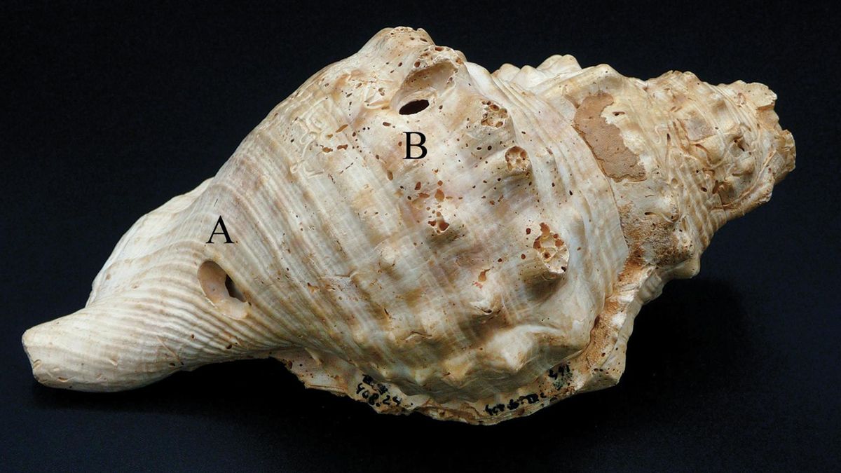 Han encontrado caracolas usadas como trompetas en minas neolíticas de Catalunya: podrían ser los primeros instrumentos de comunicación de la Península Ibérica