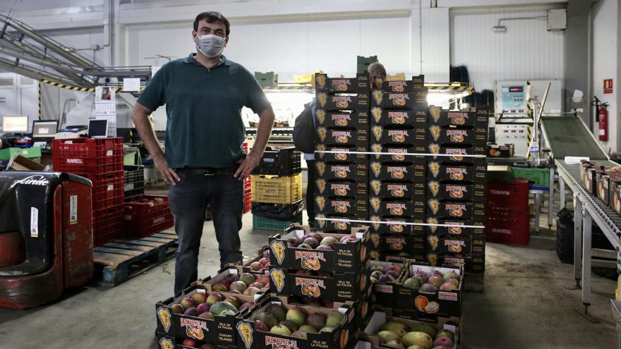 El gerente de Palmafruit, Ángel Rodríguez, junto a cajas de mangas, separadas en función de su calidad.