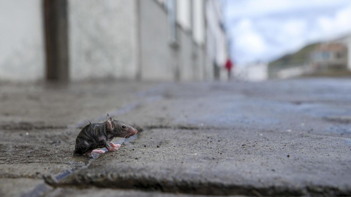 La imagen de la vulnerabilidad que también existe