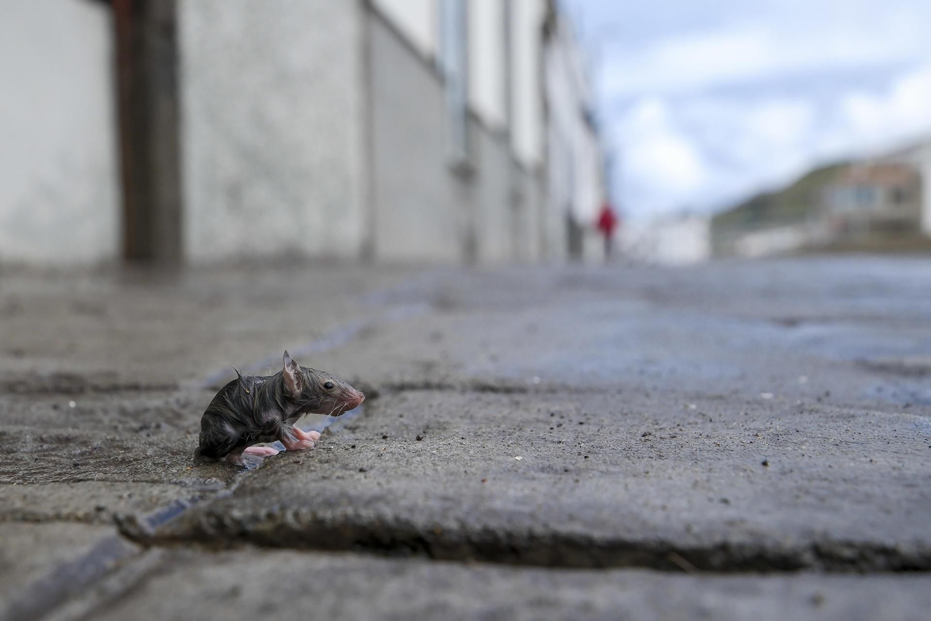 En la imagen, un ratón intenta recuperar algo de calor, empapado tras la tormenta en Bañaderos, en Arucas (Gran Canaria).