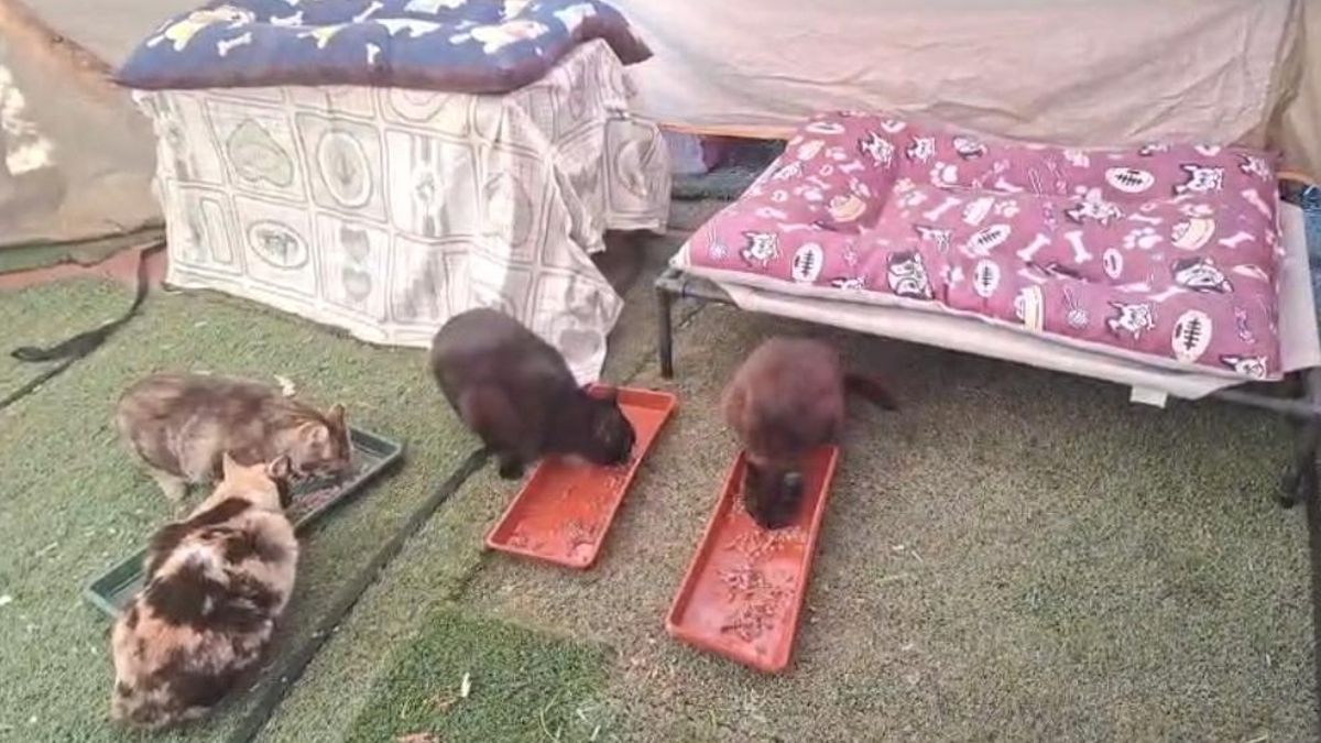Gatos de una colonia felina