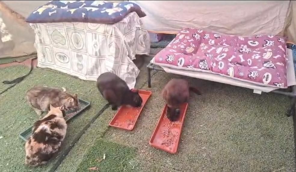 Algunos gatos de la colonia felina de Cristina, en Calalberche