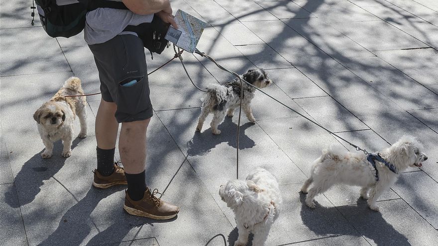 El Gobierno crea los "Premios Nacionales a la Protección Animal"